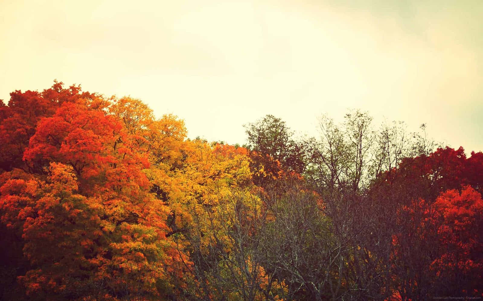 Outonodo Tumblr Árvores De Outono Papel de Parede