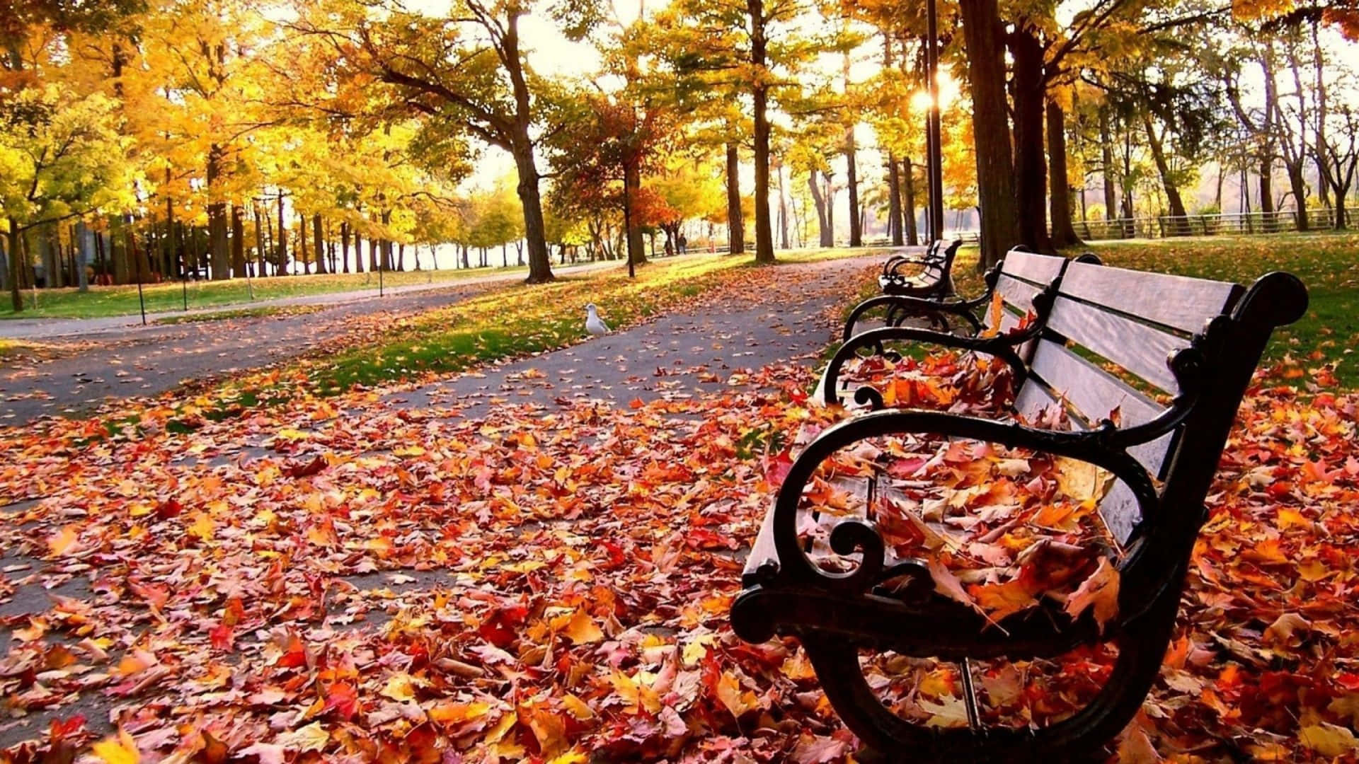 Herbsttumblr Parkbank Mit Trockenen Blättern Wallpaper