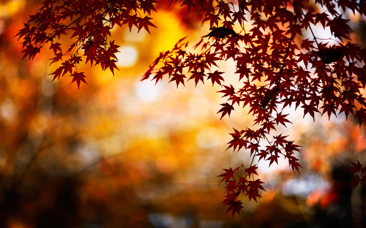 Enjoy The Beauty Of Nature As The Leaves Of Fall Turn Orange And Red. Wallpaper