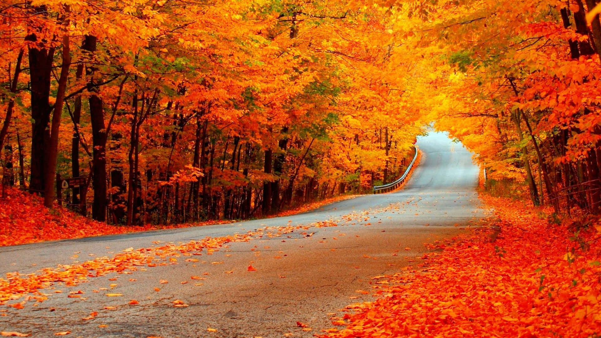 Road Beneath Autumn Tree Fall Zoom Background