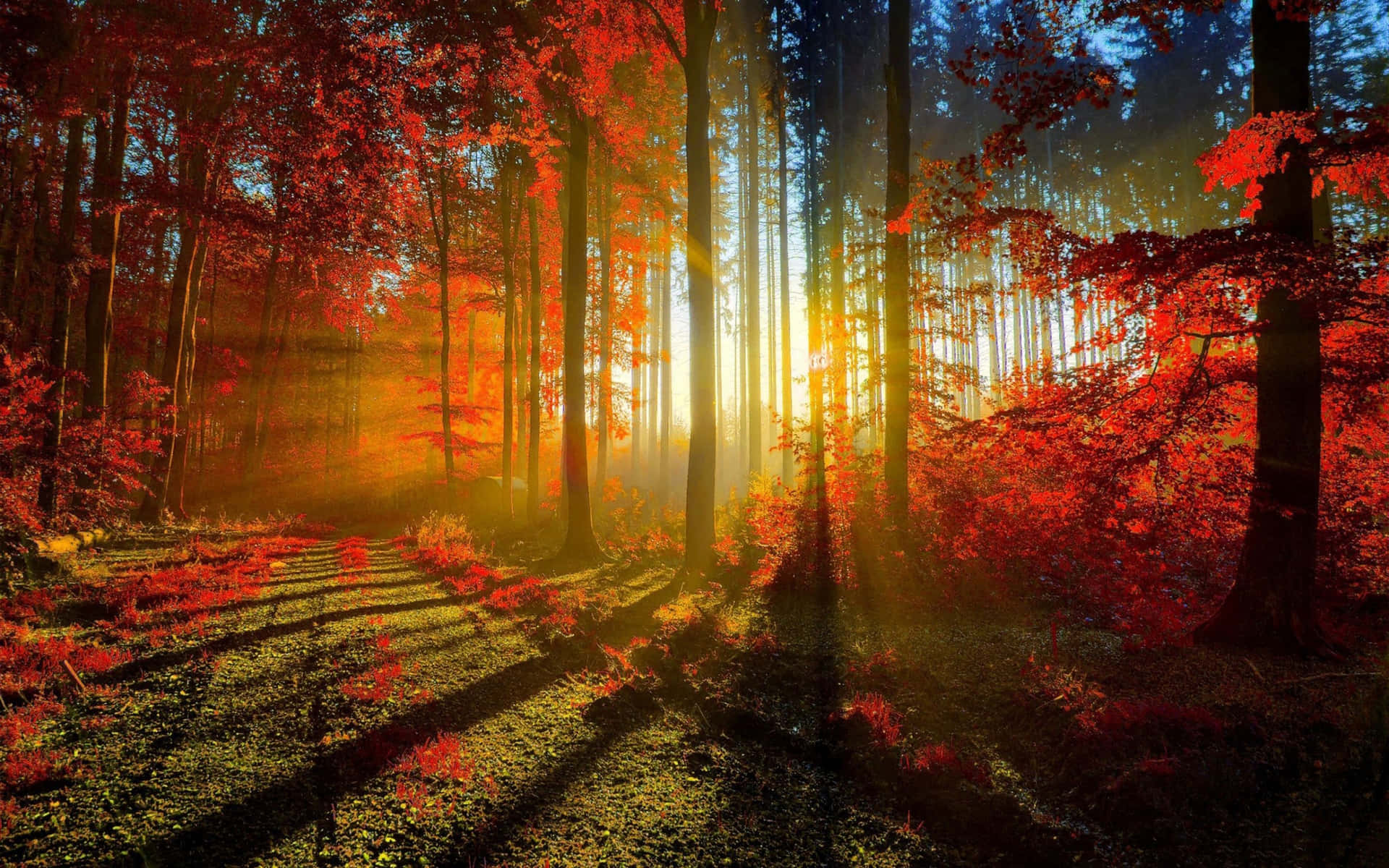 Sunrays On Forest Tree Fall Zoom Background