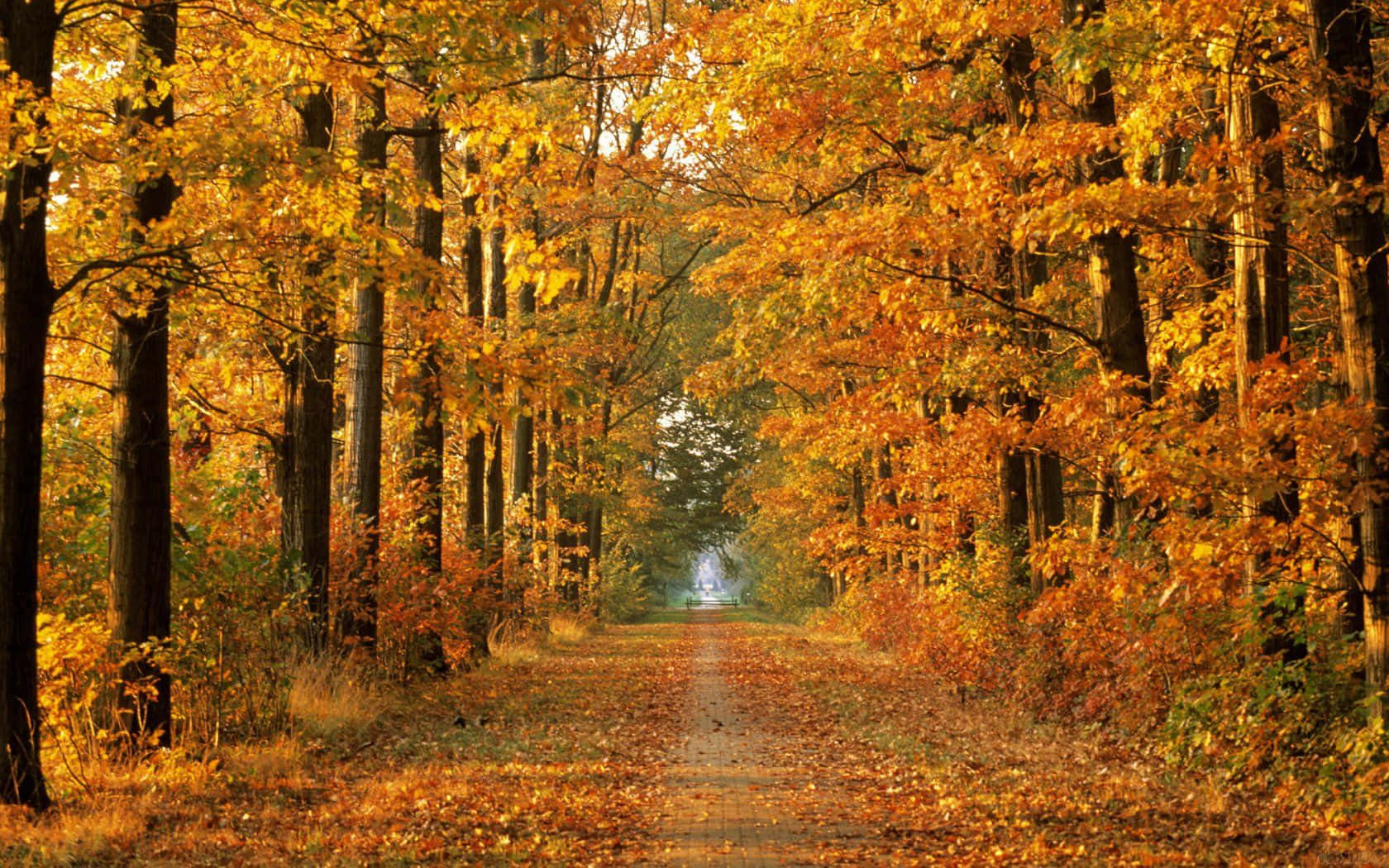Road Autumn Tree Fall Zoom Background