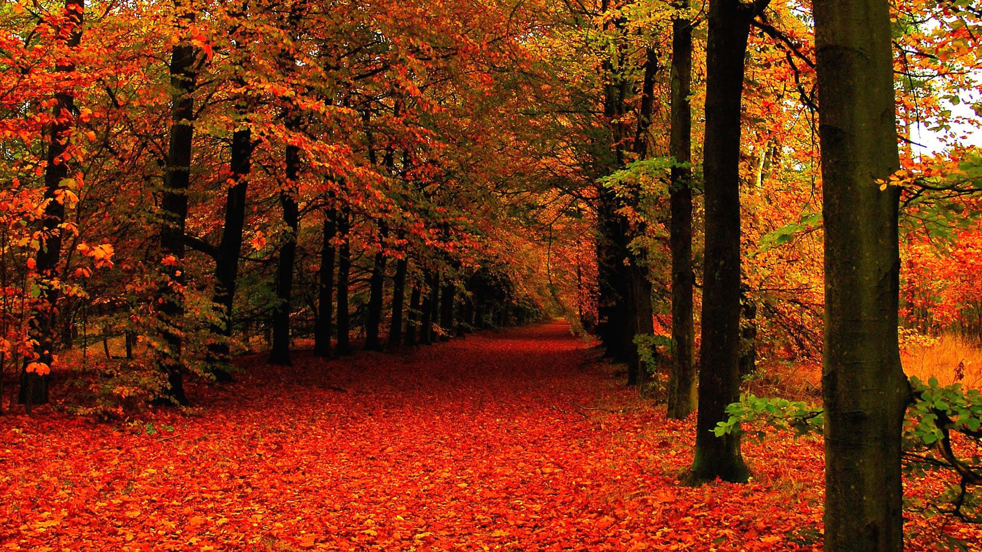 Sea Of Red Leaves Tree Fall Zoom Background