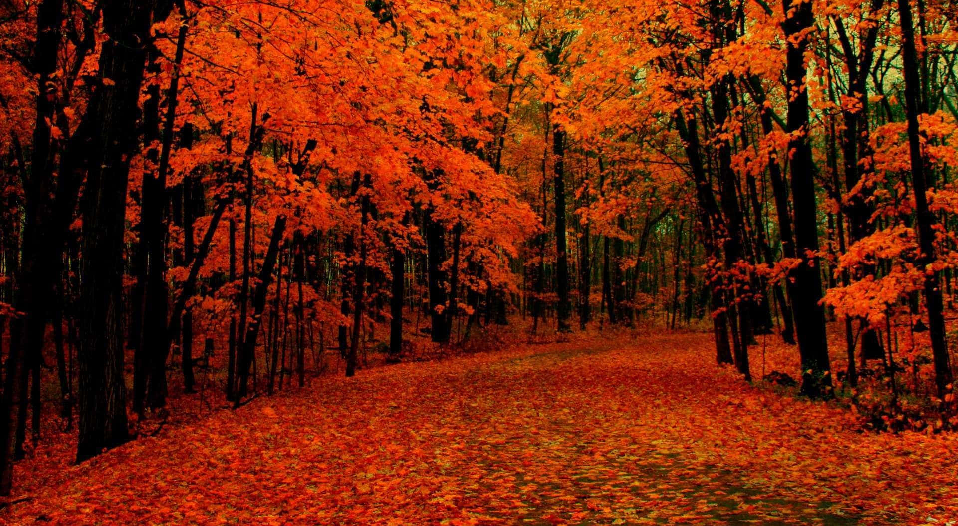 Vibrant Autumn Tree Fall Zoom Background