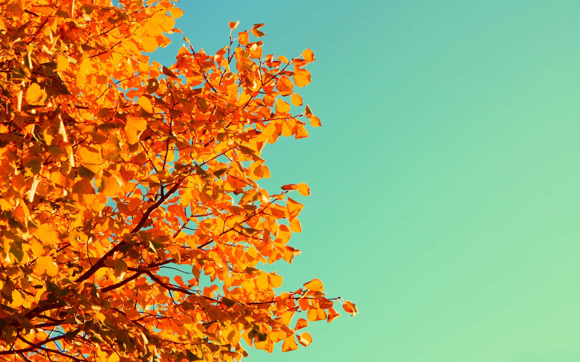 Retro Autumn Tree Fall Zoom Background