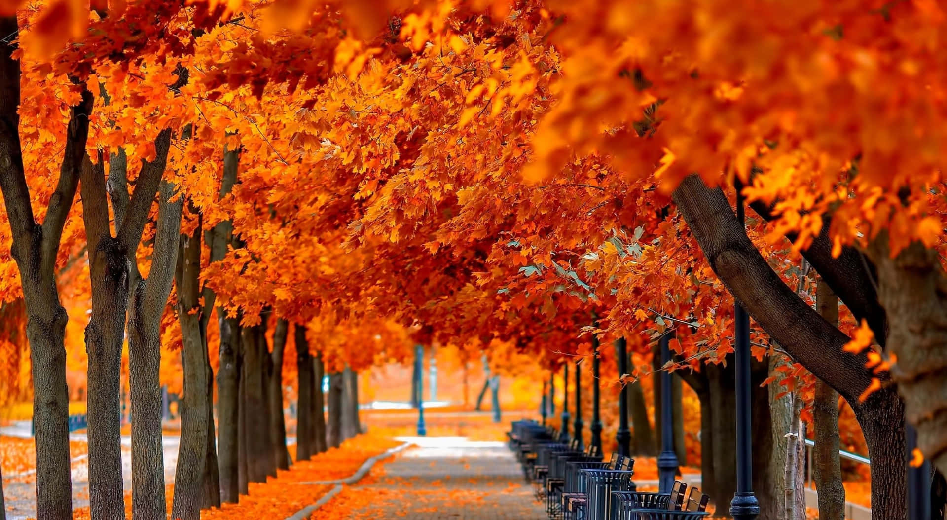 Aufgereihteherbstbäume Hintergrund Für Zoom Im Herbst.