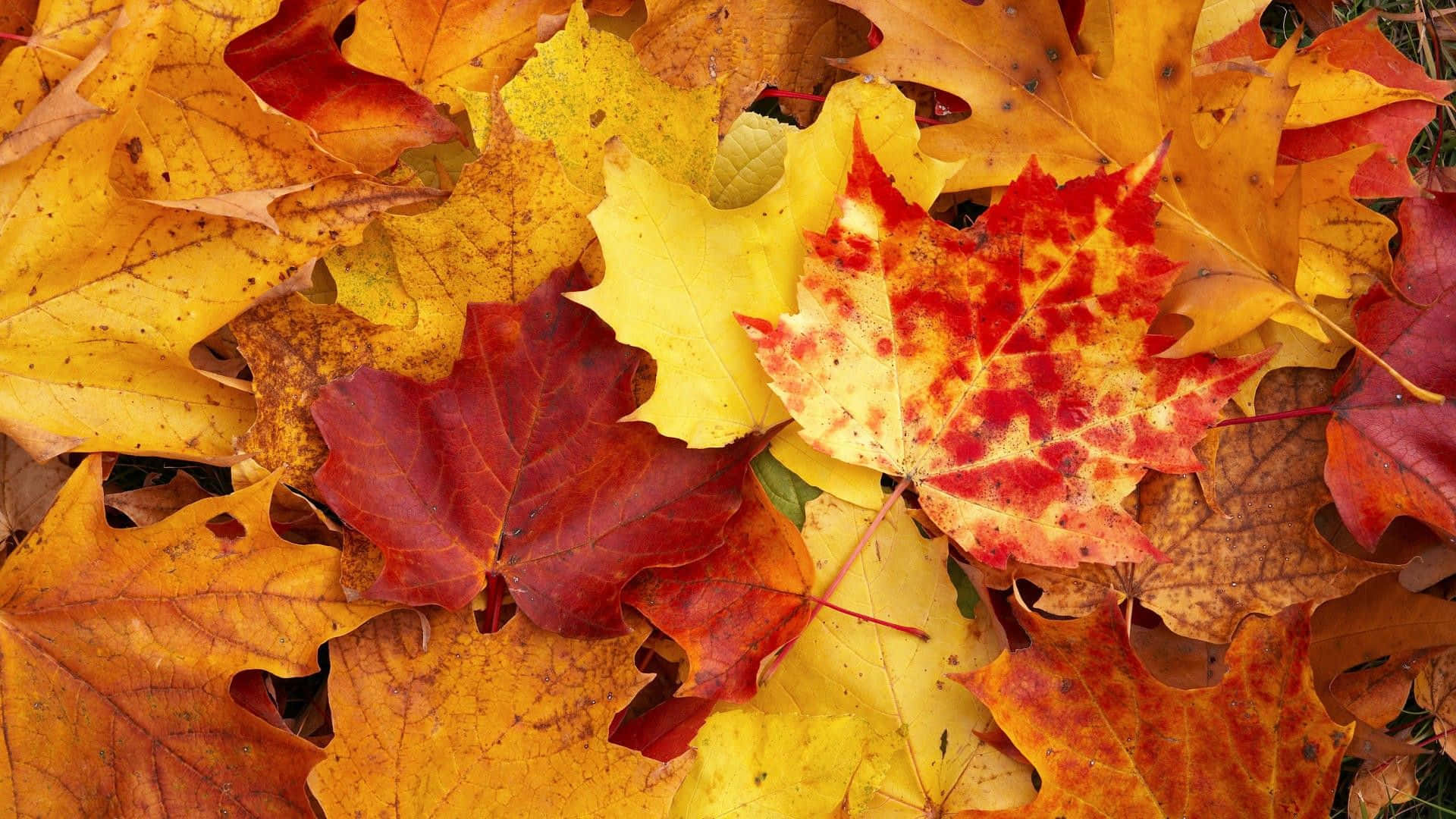 Maple Leaves Tree Fall Zoom Background
