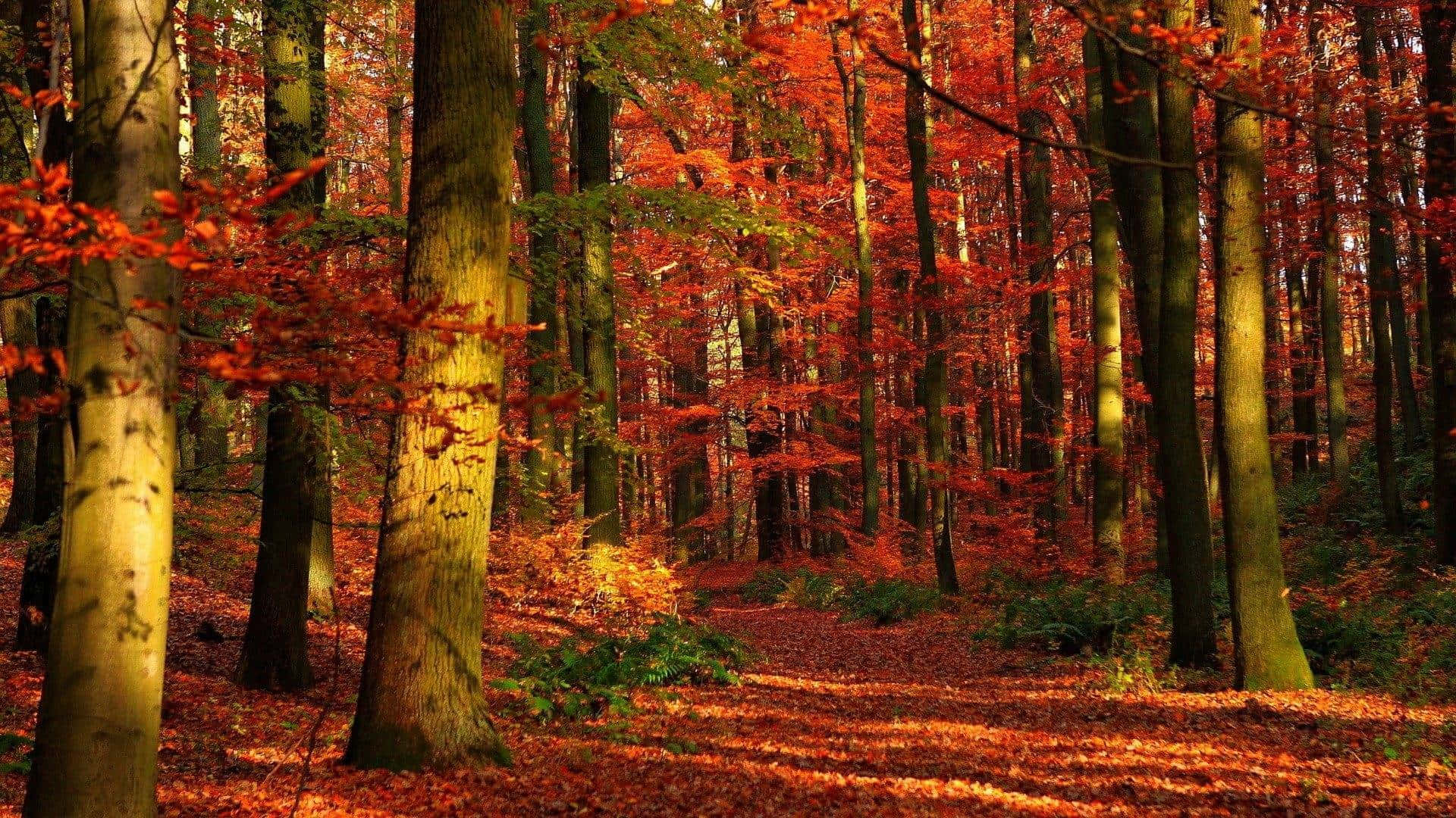 Karmesinroterbaum Herbst Zoom-hintergrund