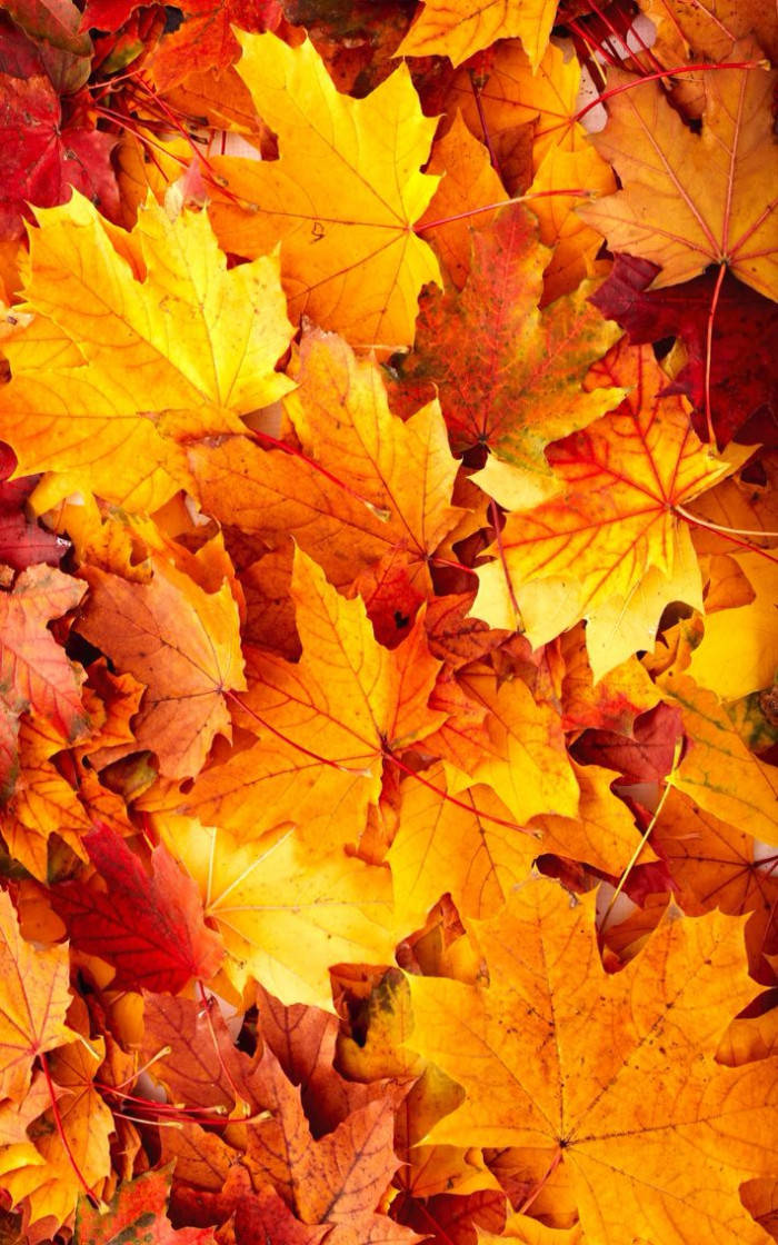 Fallen Autumn Leaves Aesthetic Wallpaper