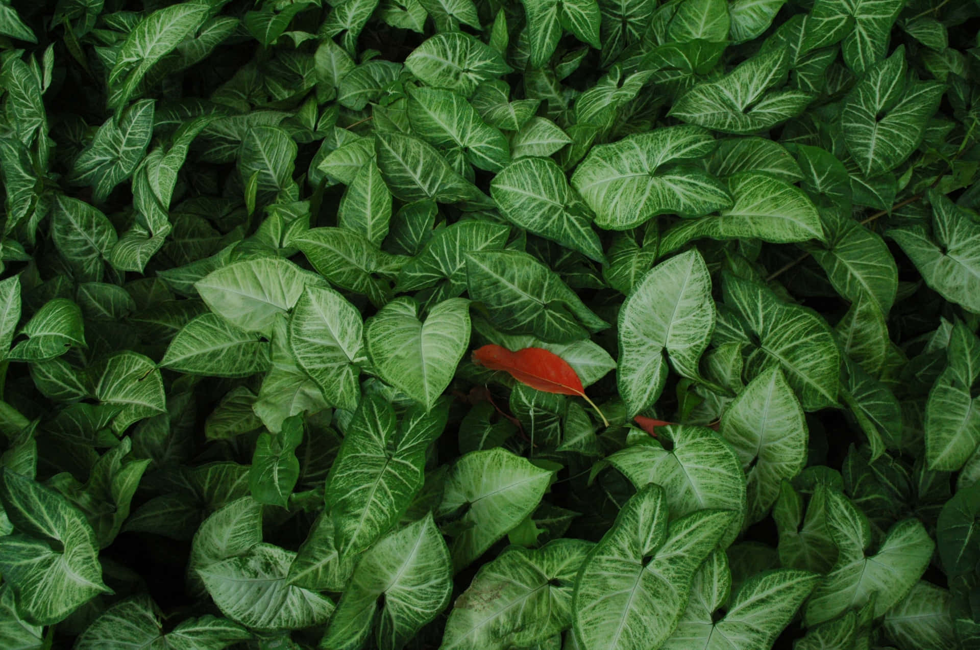 Fallen Conspicuous Red Leaf On Green Plants Wallpaper