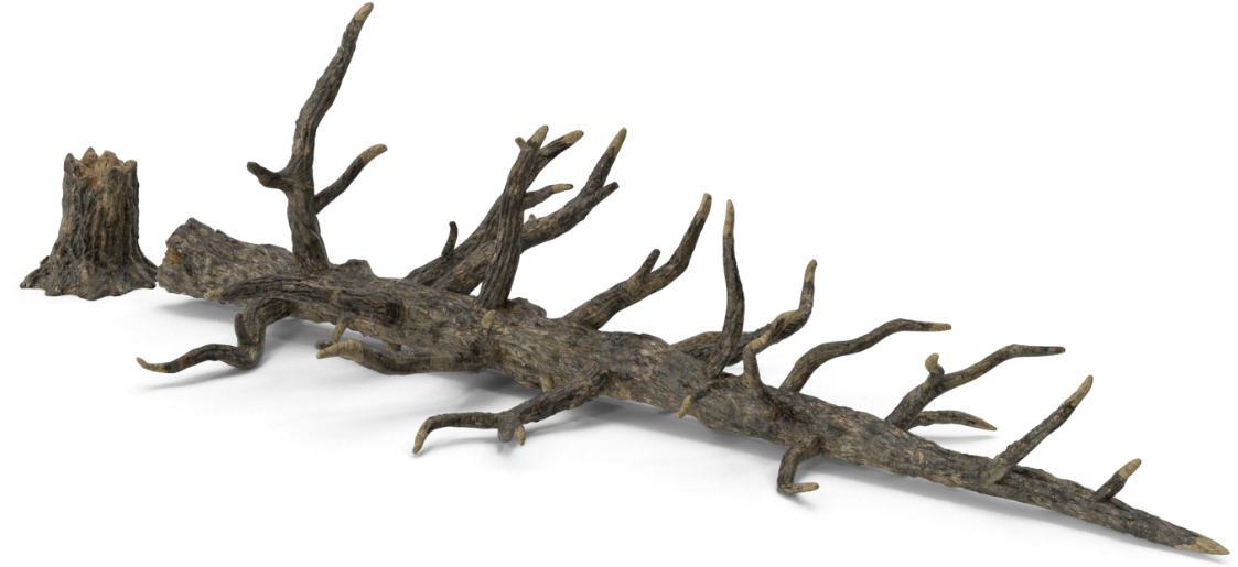 Fallen_ Dead_ Tree_3 D_ Render PNG — A weathered, gnarled tree branch with a stump extends diagonally against a stark black background.