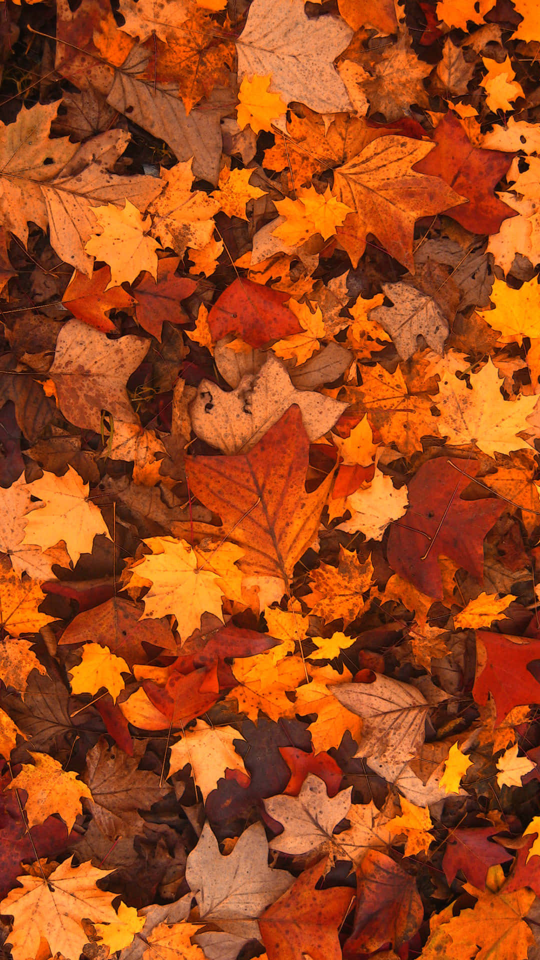 Autumn Leaves Blanketing the Forest Floor Wallpaper