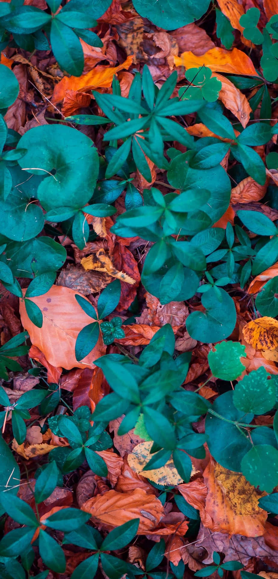 Scattered autumn leaves on a serene forest floor Wallpaper