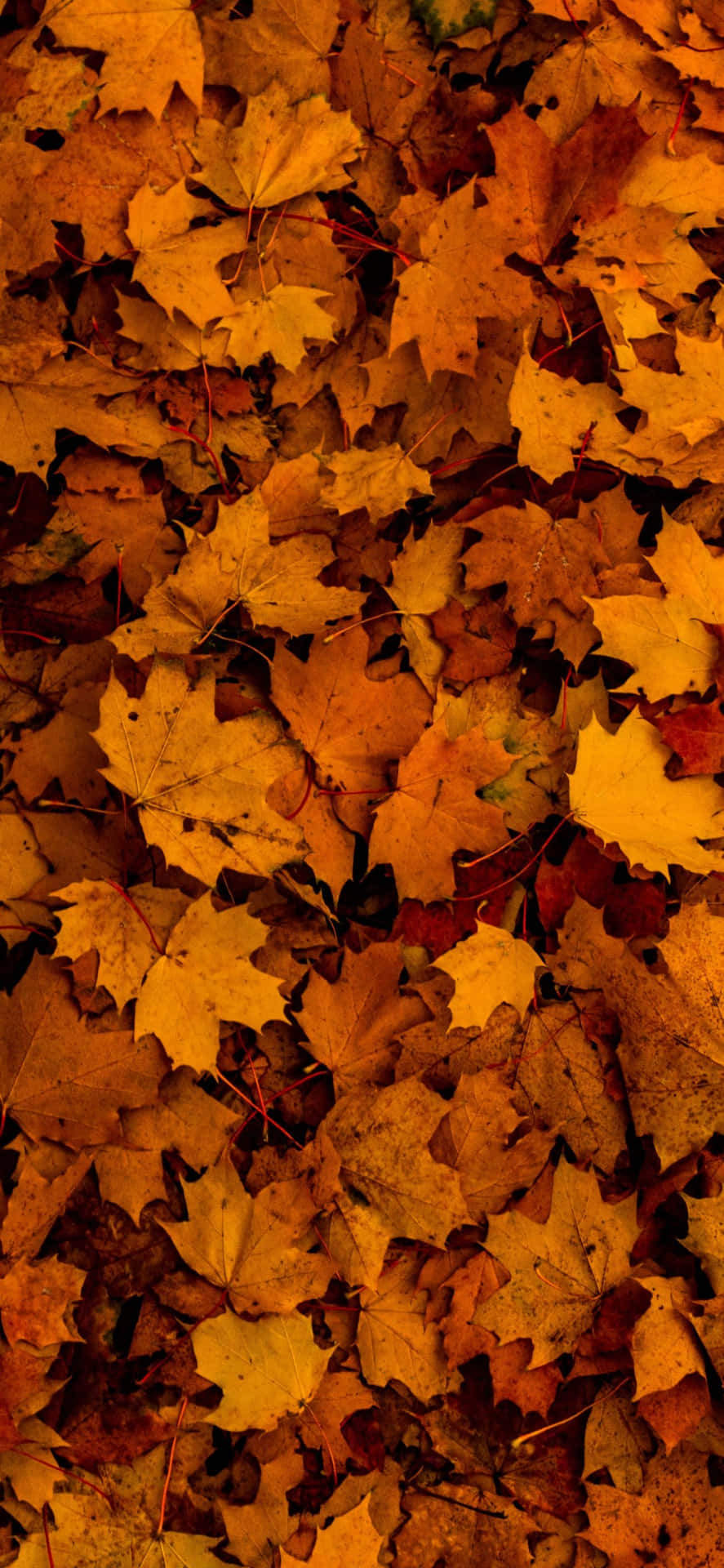 Fallen Leaves on Ground Wallpaper