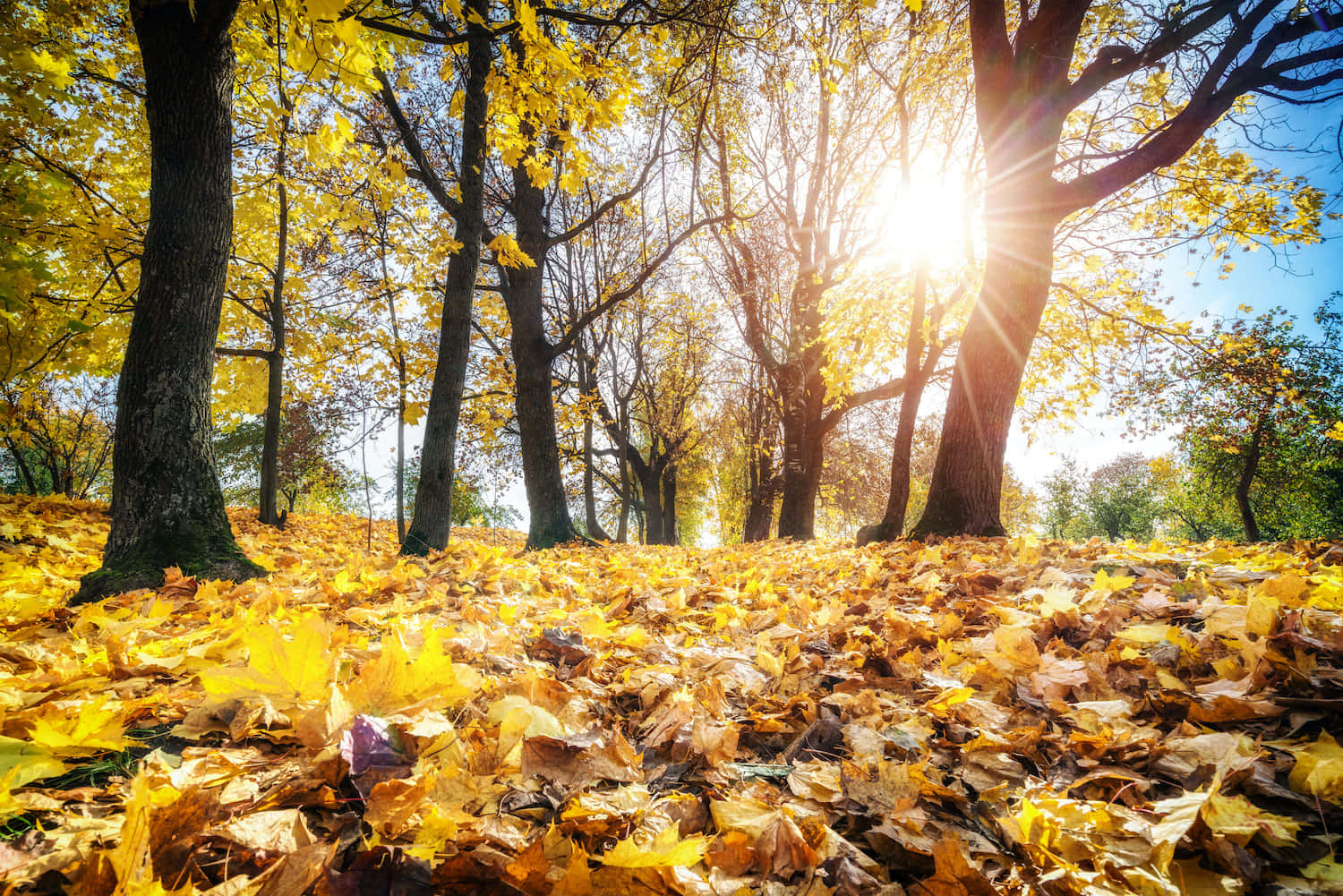 Autumn Carpet of Fallen Leaves Wallpaper