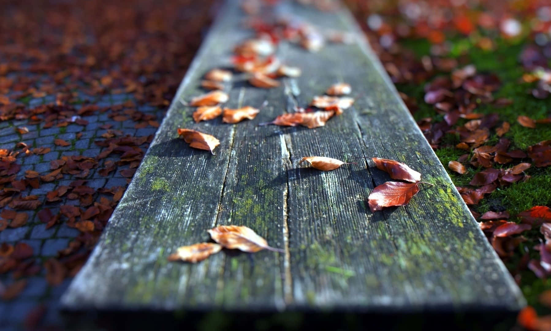 Fallen Leaves on the Forest Floor Wallpaper