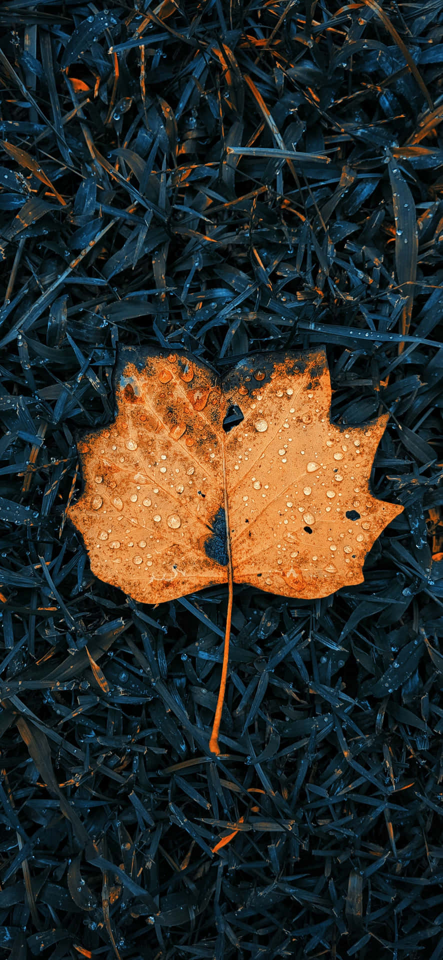Scattered Fallen Leaves on Rustic Forest Floor Wallpaper
