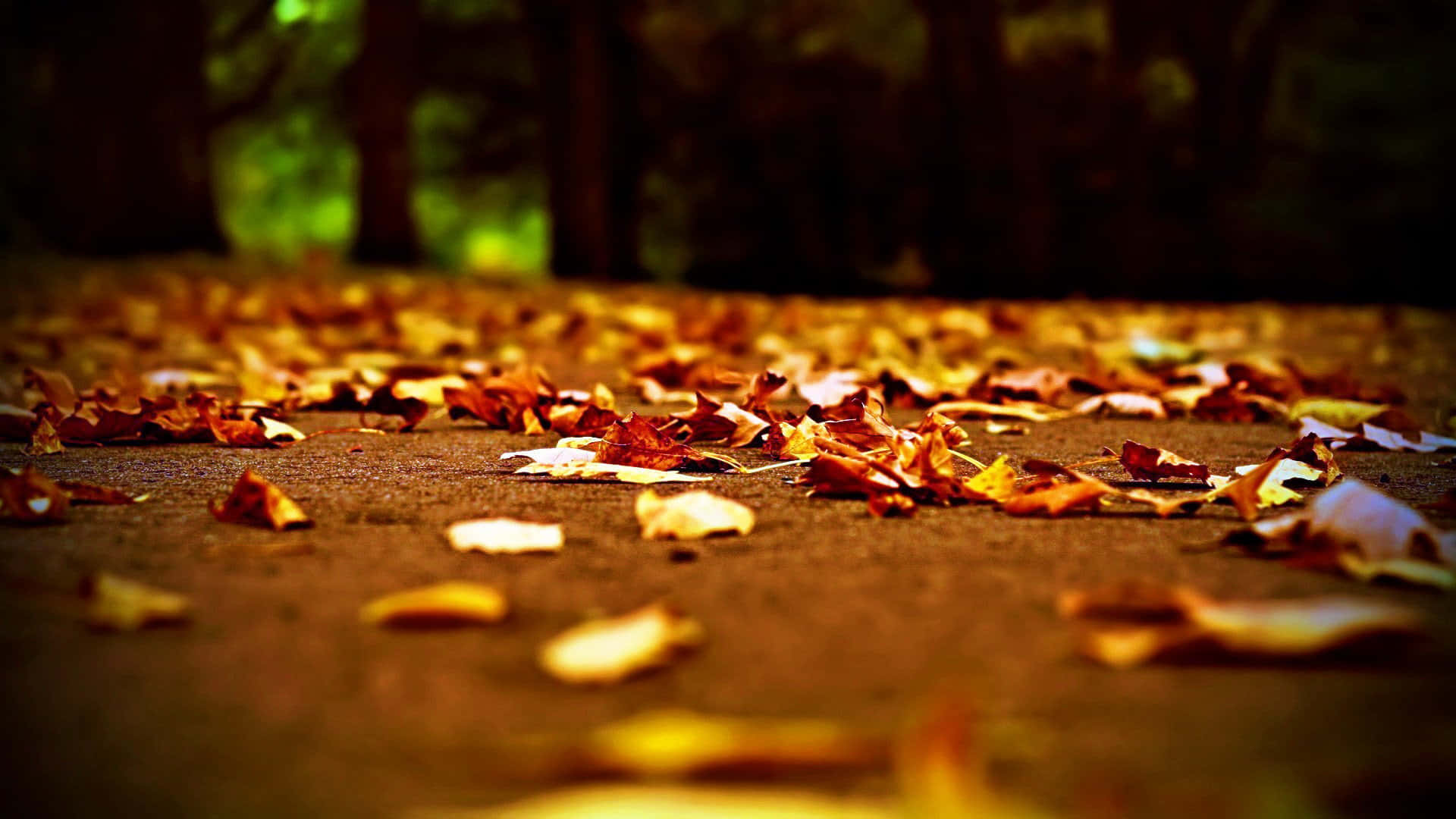 Scattered Fallen Leaves on a Forest Floor Wallpaper