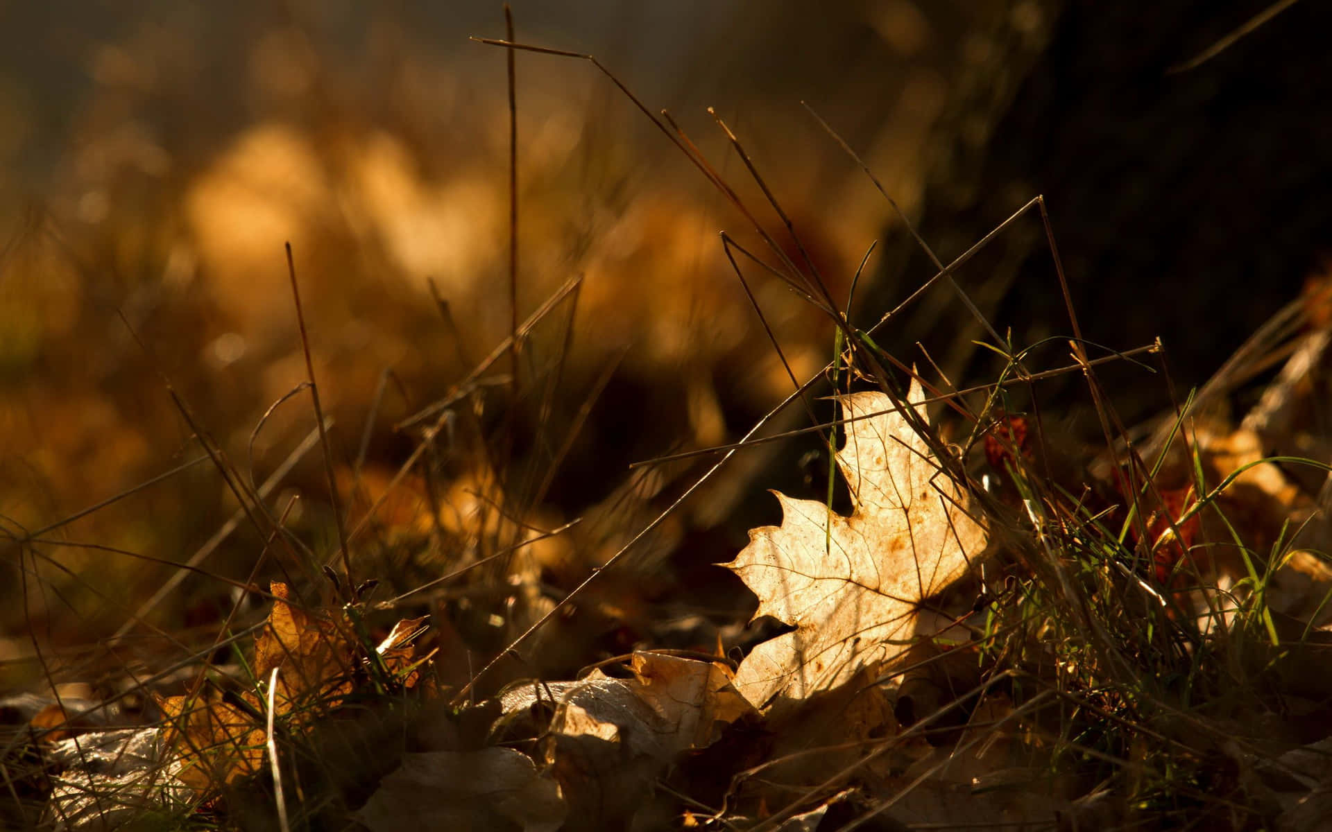 Feuilles Tombées Vibrantes Sur Le Sol De La Forêt Fond d'écran