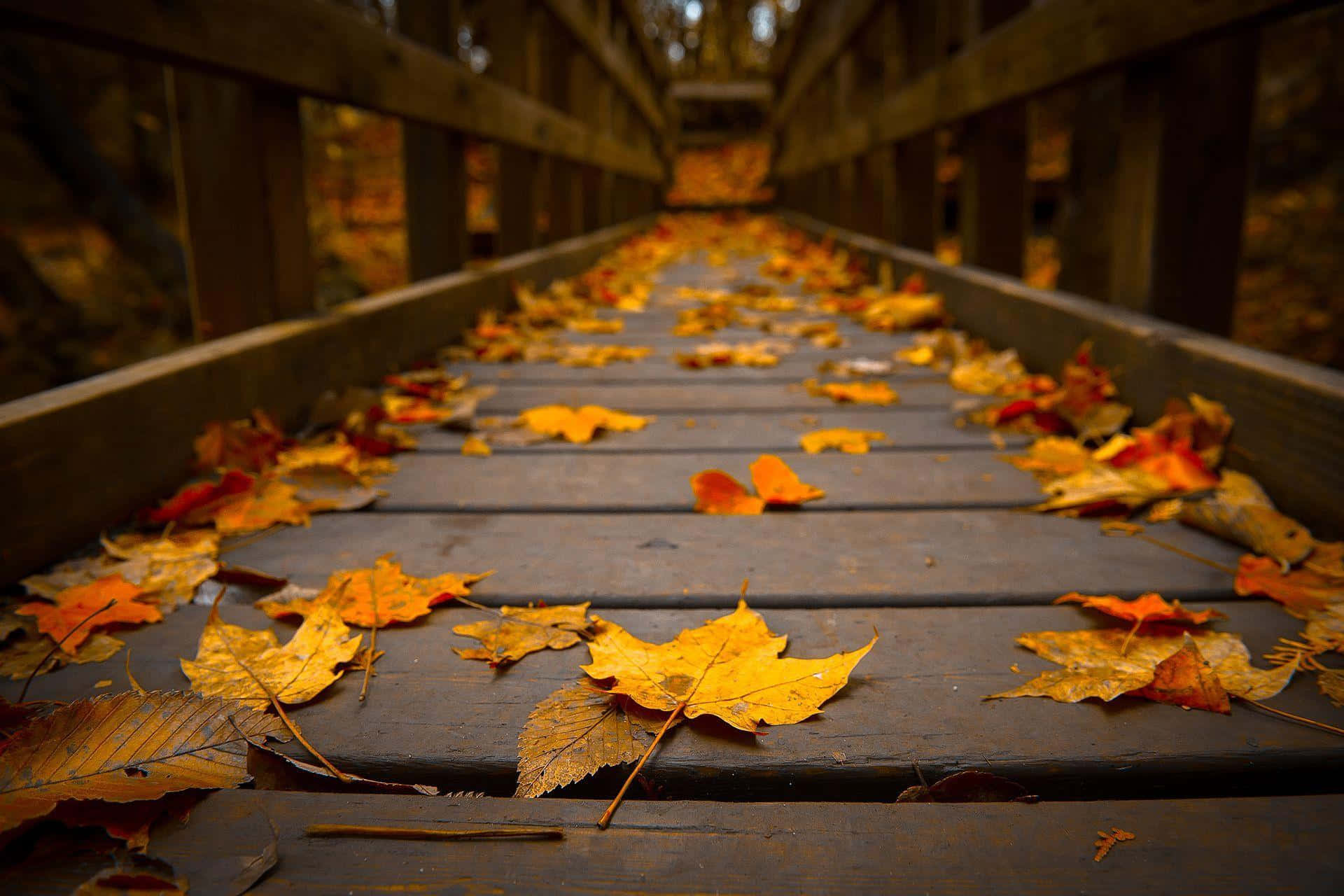 Vibrant Fallen Leaves in Autumn Wallpaper