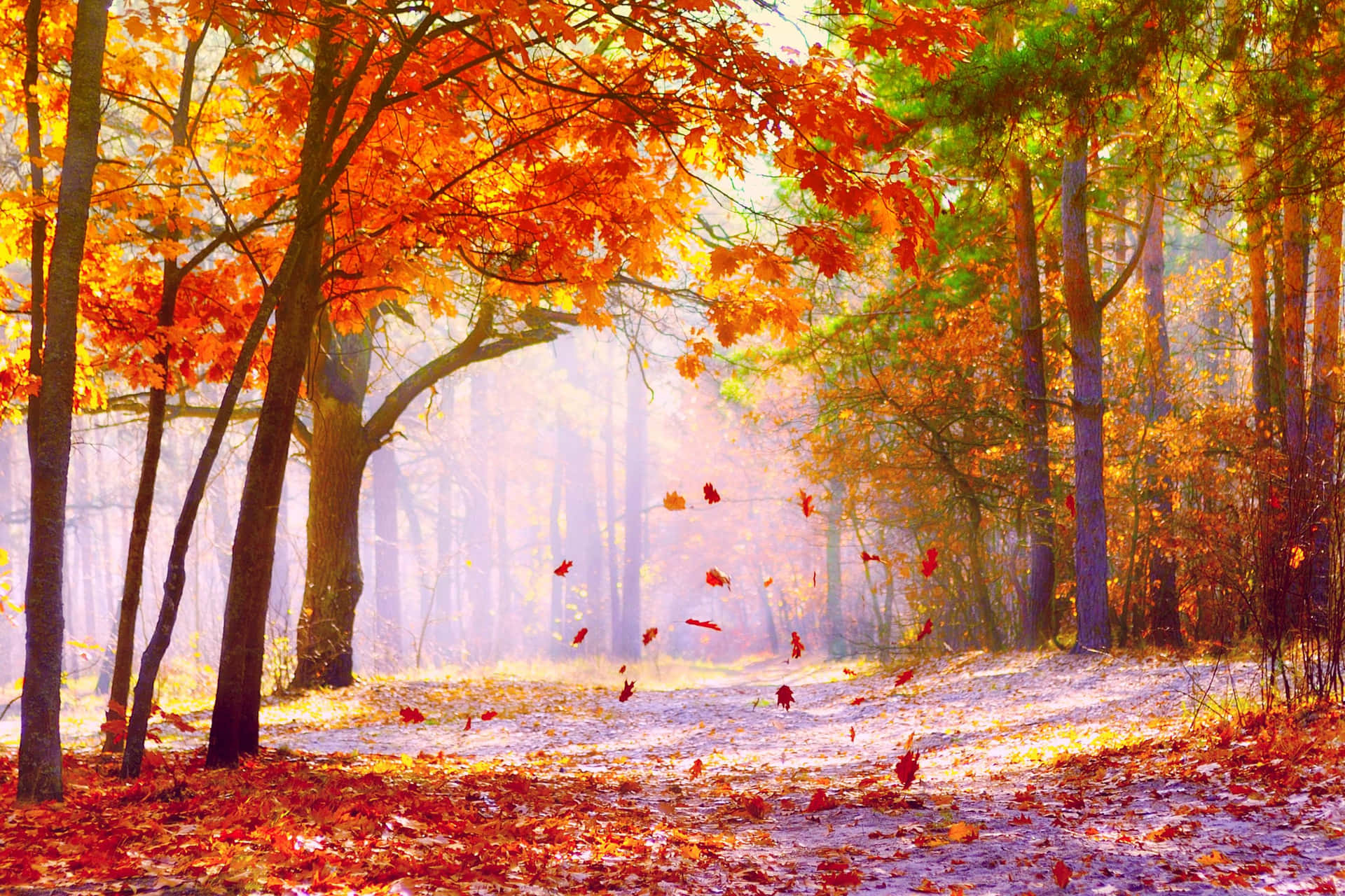 A Rustic Autumn Scene with Fallen Leaves Wallpaper