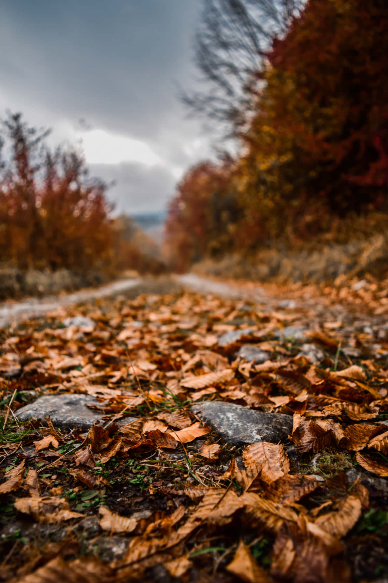 Autumn leaves scattered on the ground Wallpaper