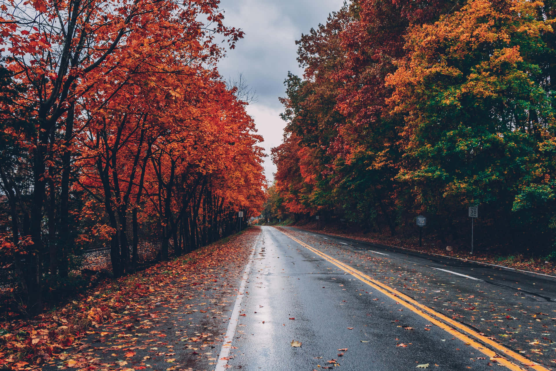 Caption: Scattered Fallen Leaves on Forest Ground Wallpaper