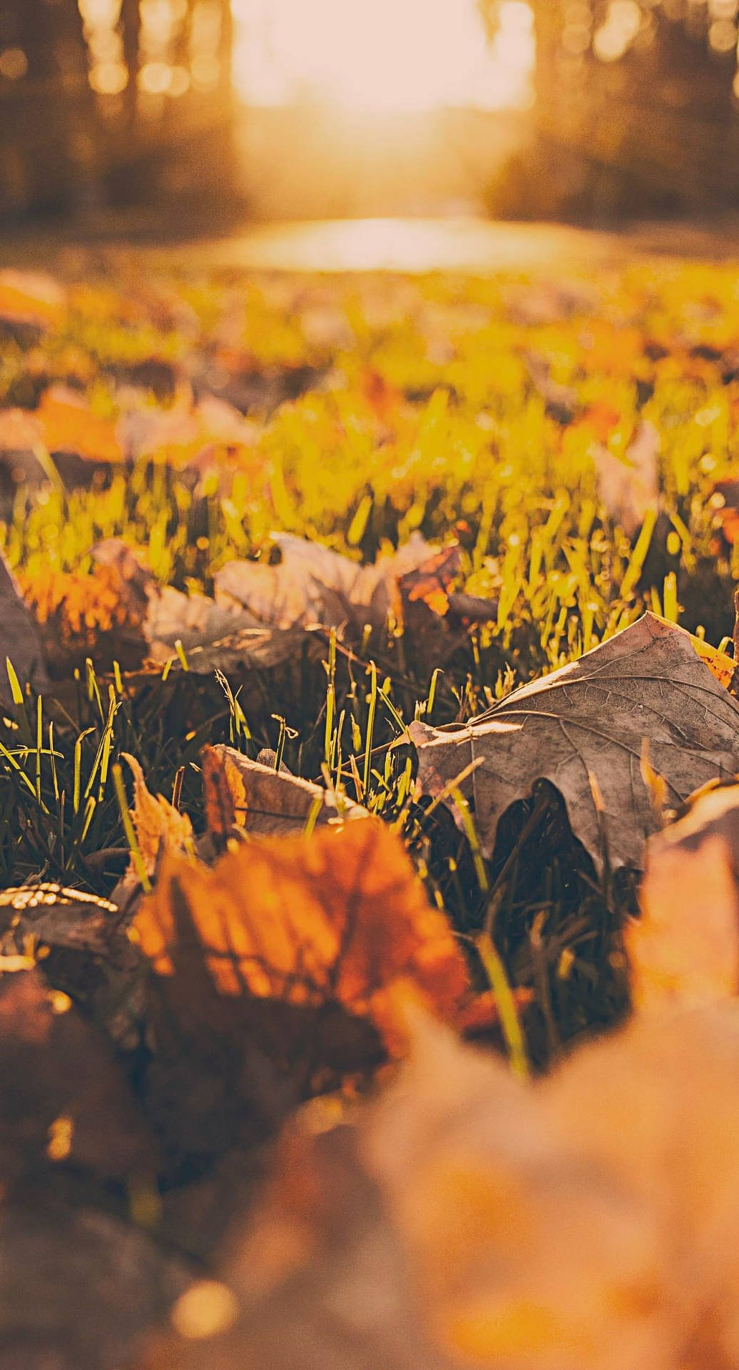 Fallen Leaves Fall IPhone Wallpaper