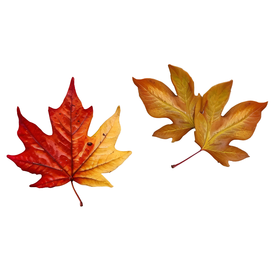 Fallen Leaves Png Gwt23 PNG