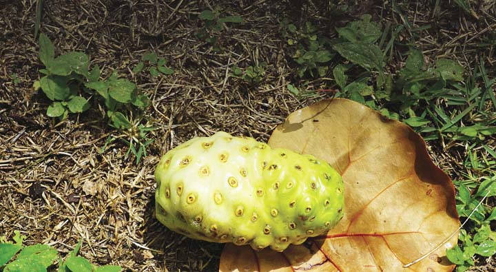 Fallenone Noni Fruit Would Be 