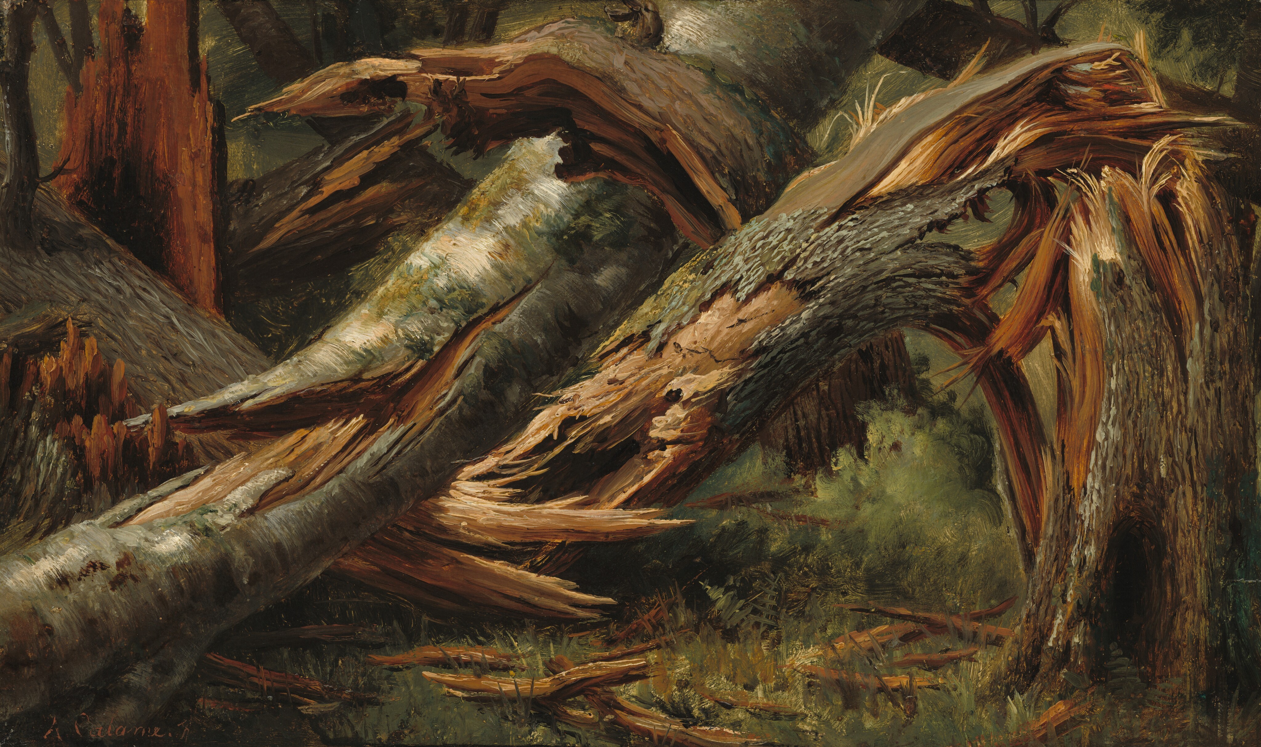 Fallen Tree Wallpaper