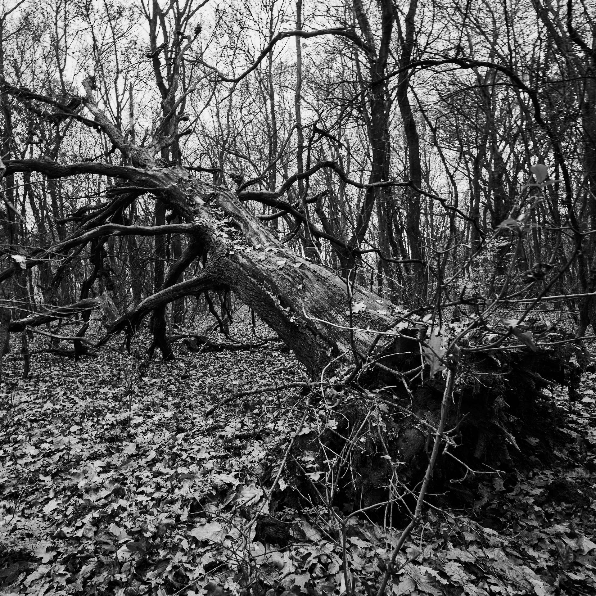 Fallen Tree In Slovakia