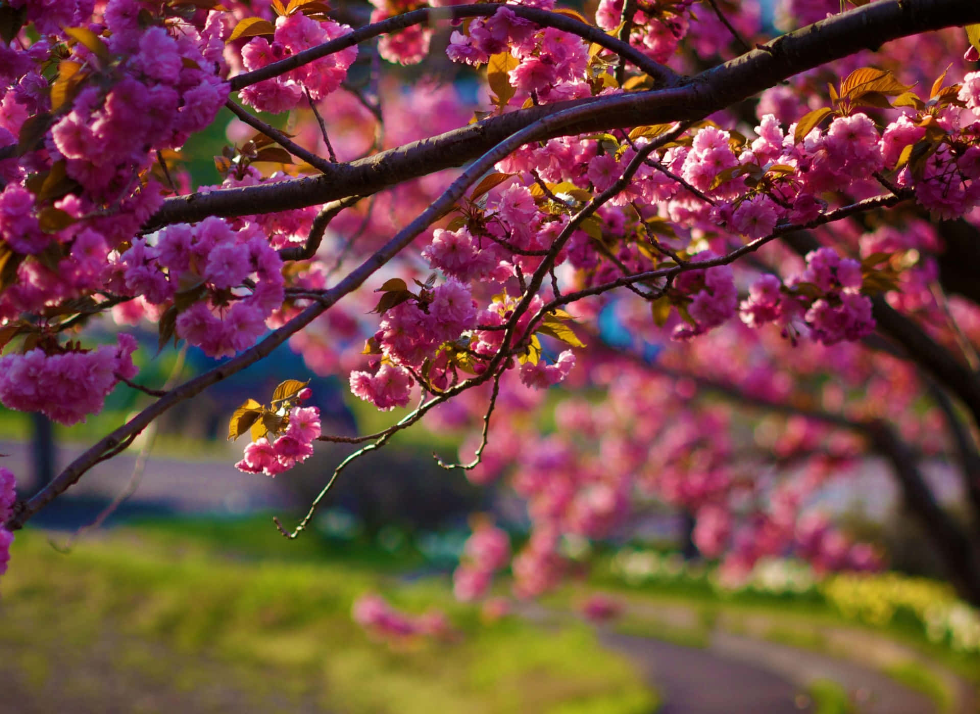 Falling Away Of Cherry Blossoms Wallpaper