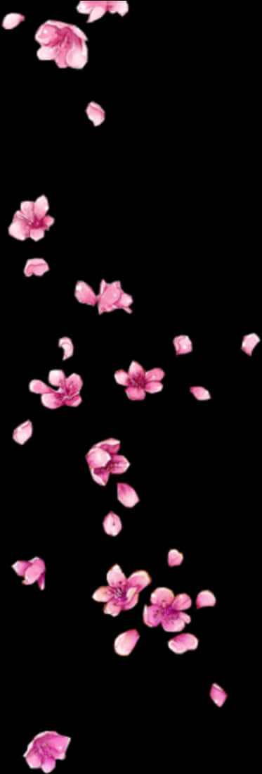Falling Cherry Blossoms Black Background PNG