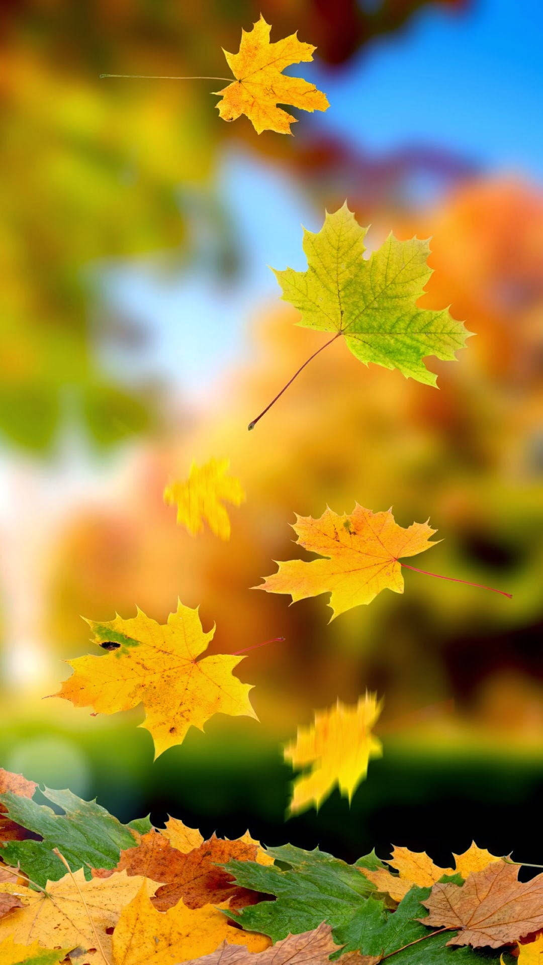 Falling Maples Leaves Wallpaper