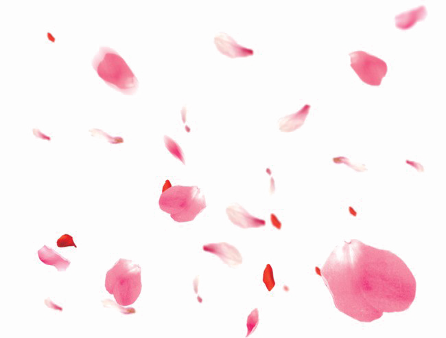 Falling Pink Petals PNG