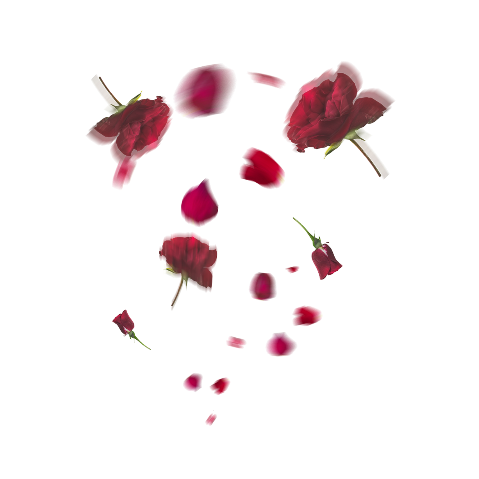 Falling Red Rose Petals PNG