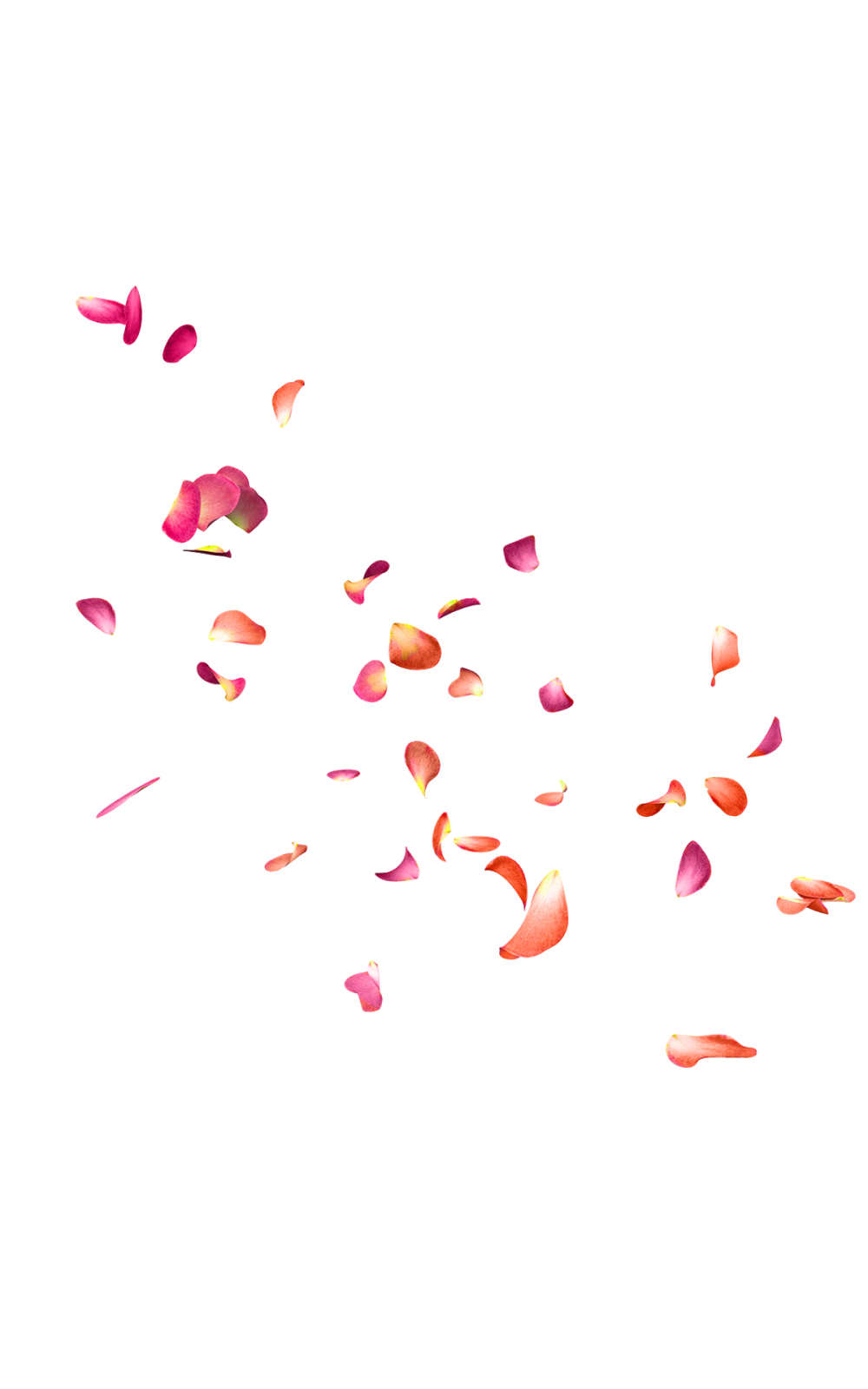 Falling Rose Petals PNG