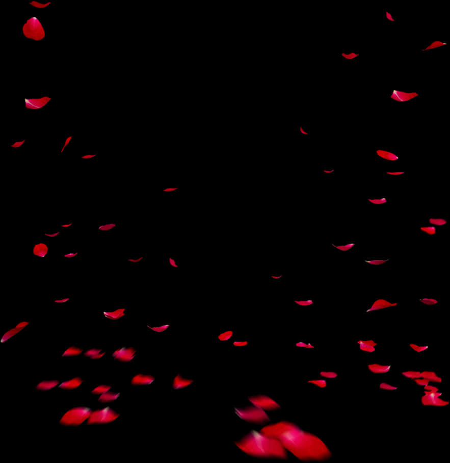 Falling Rose Petalson Black Background PNG