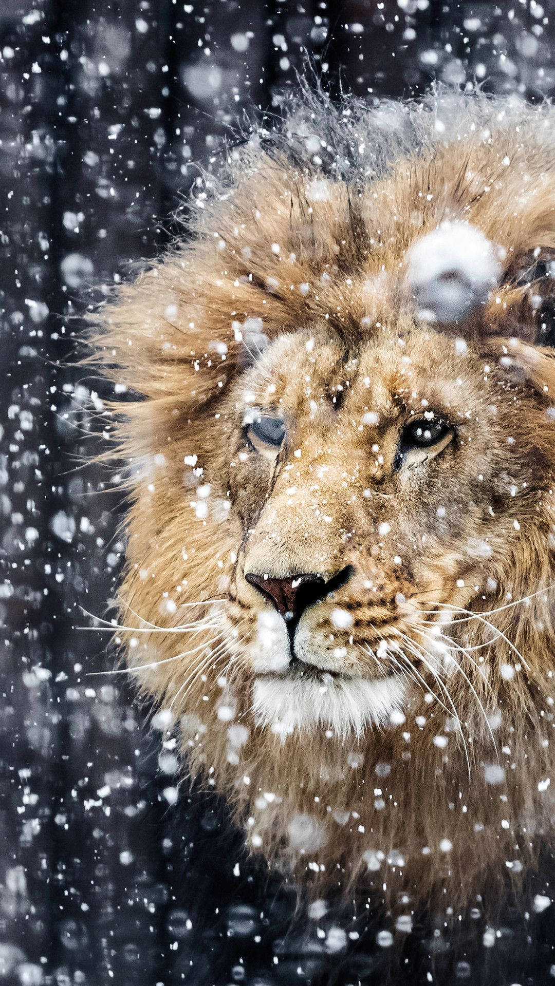Falling Snow Lion Iphone Wallpaper