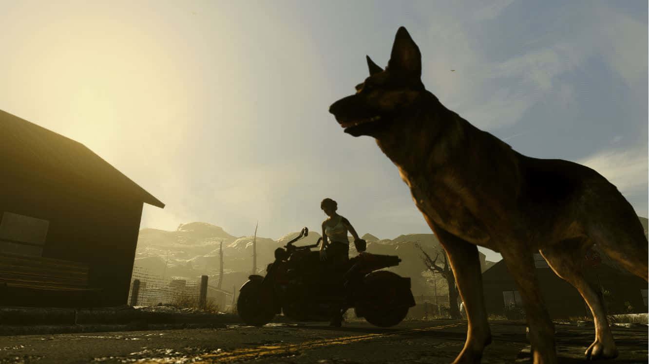 Dogmeat,el Leal Compañero Canino En Fallout 4 Fondo de pantalla