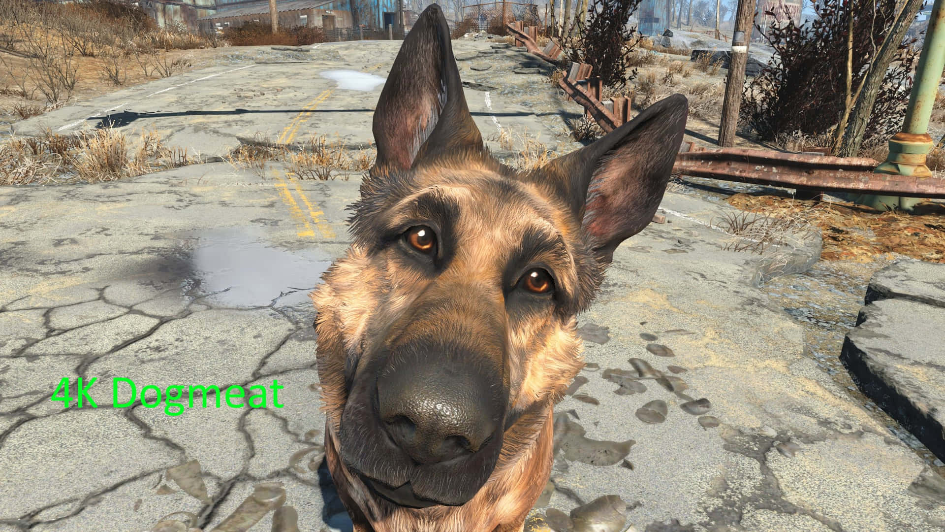 Compañerofiel: Dogmeat En Fallout 4. Fondo de pantalla