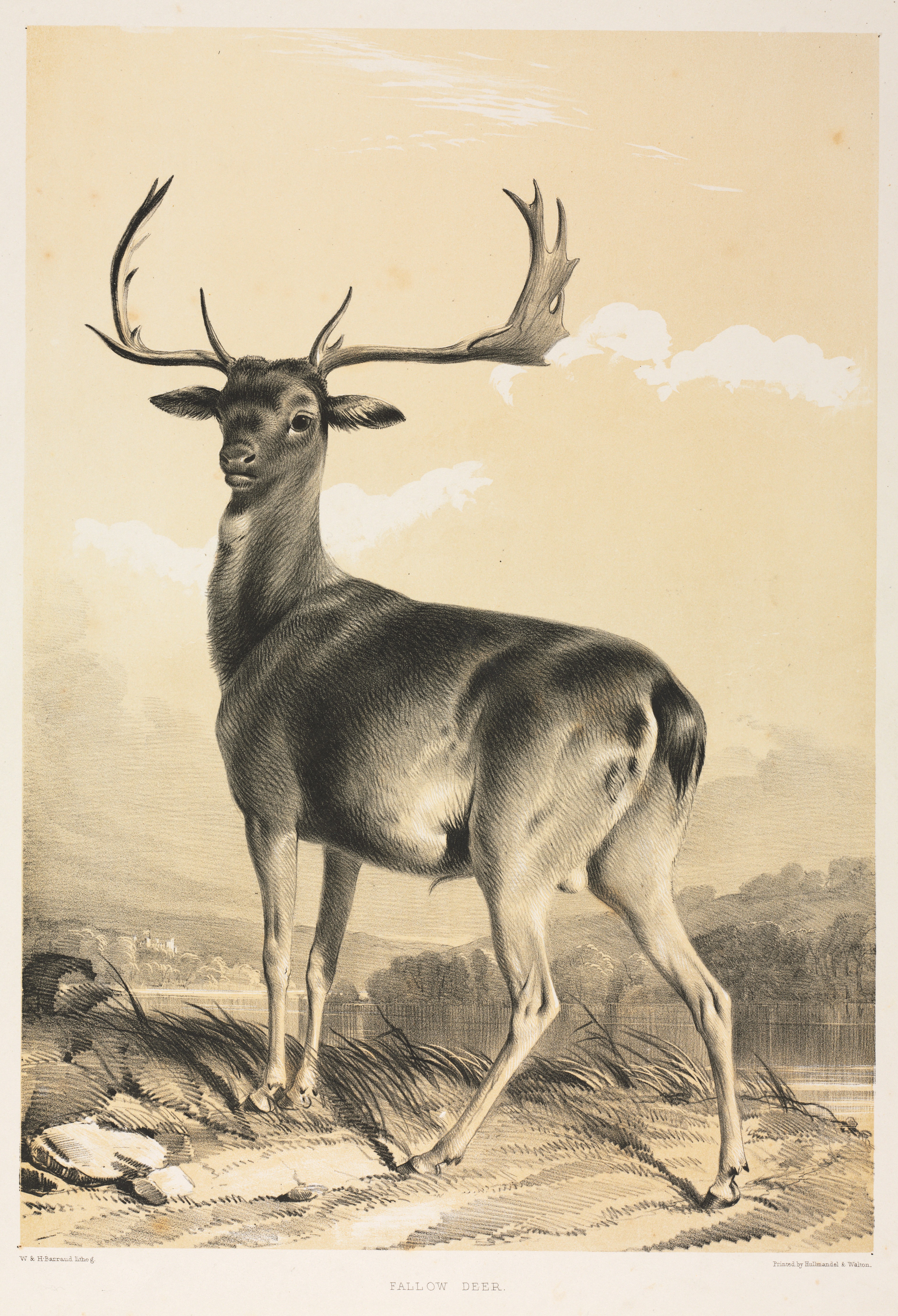 Fallow Deer Wallpaper