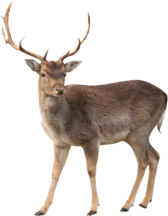 Fallow Deer Standing Transparent Background.png PNG