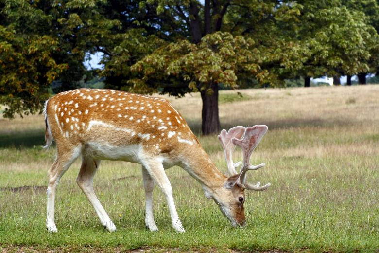 Fallow During Deer Hunting Wallpaper