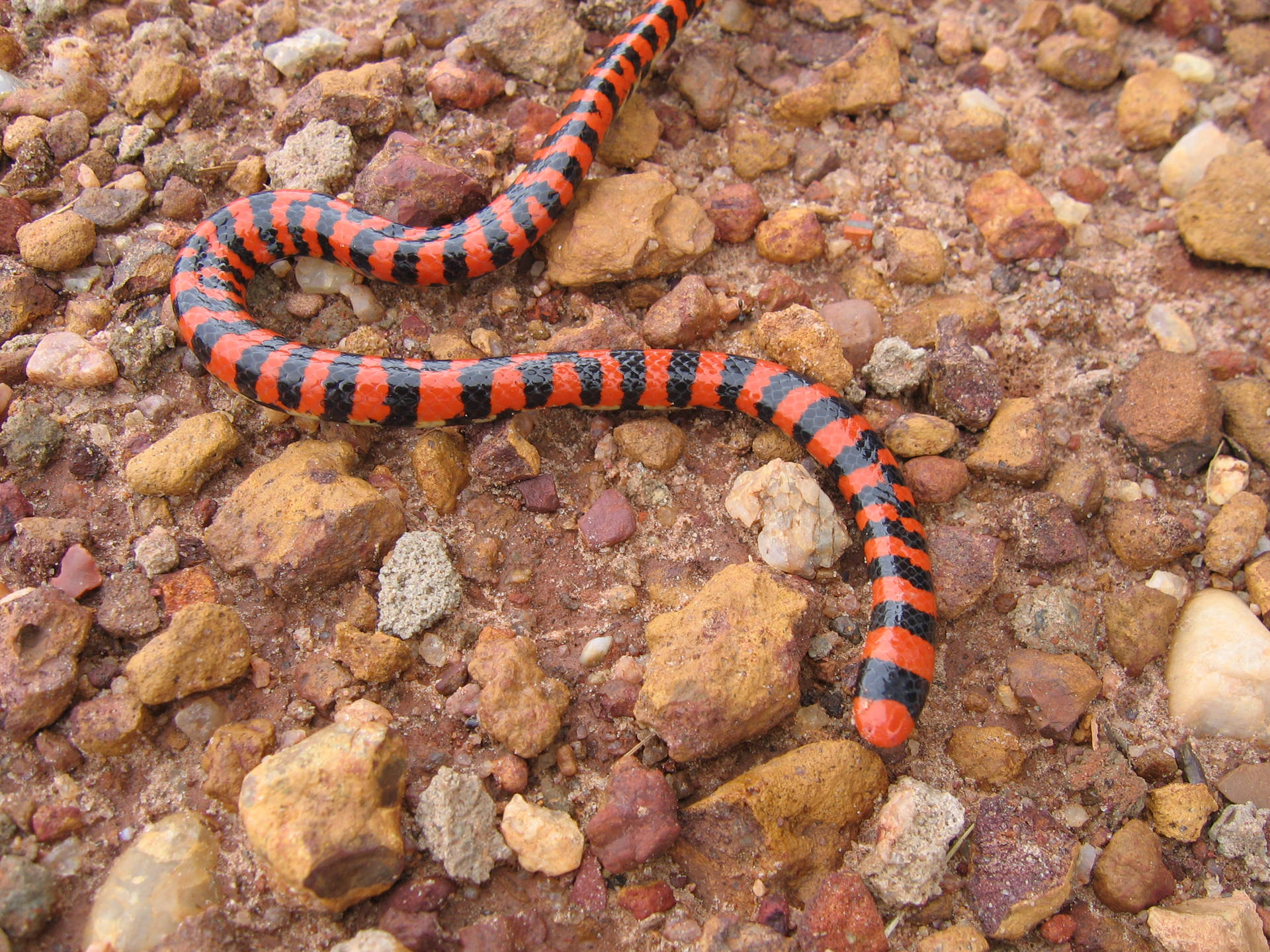 False Coral Snake On Dried Mud Wallpaper
