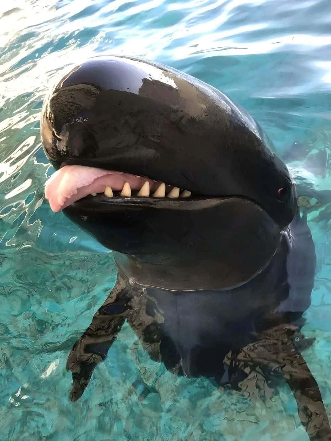 False Killer Whale Smiling Wallpaper