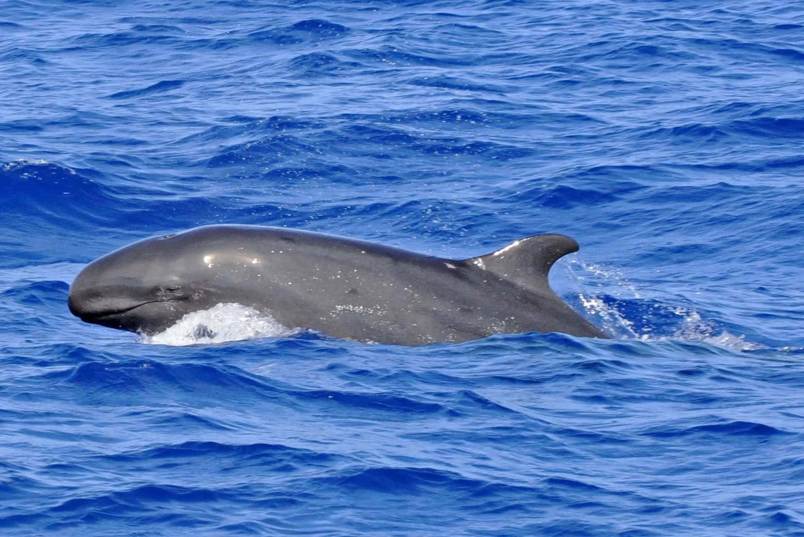 False Killer Whale Surfacing Wallpaper