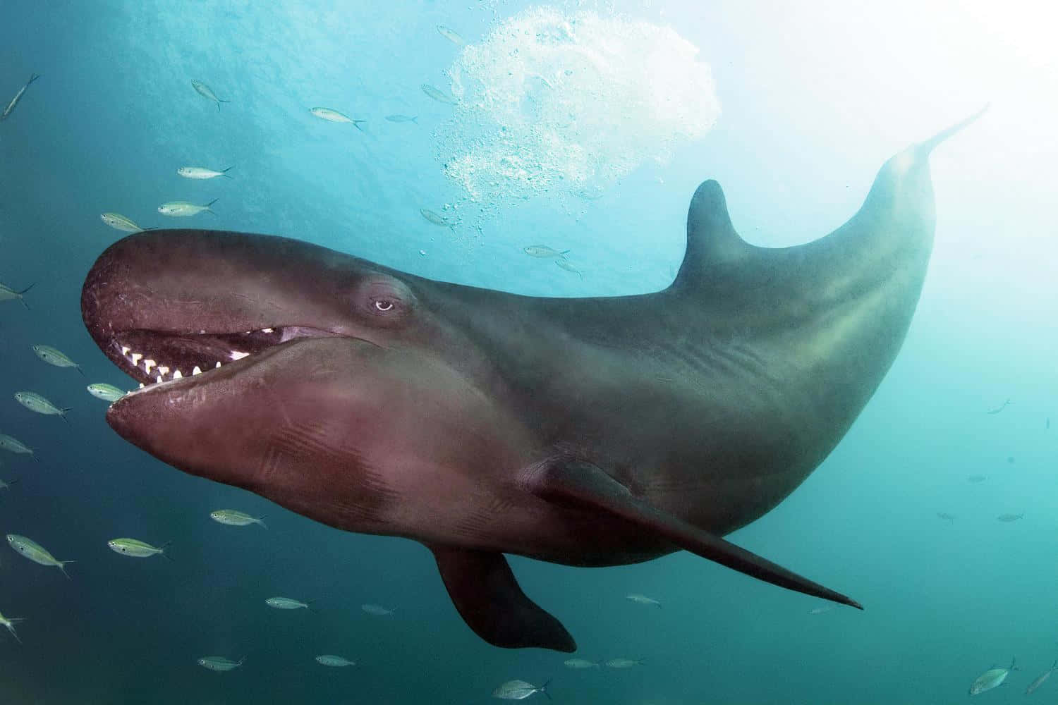 False Killer Whale Underwater Wallpaper