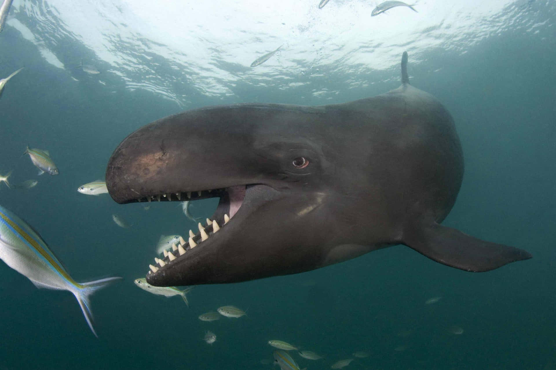 False Killer Whale Underwater Wallpaper